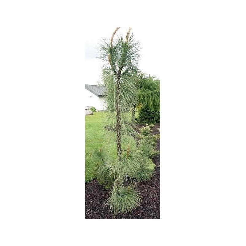 Pinus ponderosa Pendula