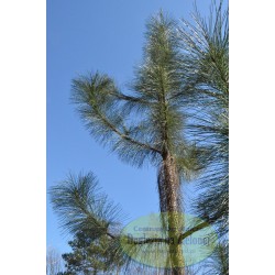 Pinus ponderosa Penaz