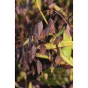 Chasmantium latifolium