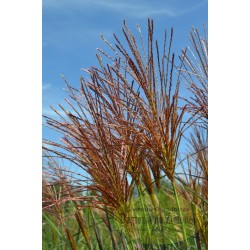Miscanthus sinensis Pagels-rosea