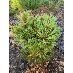 Pinus koraiensis Oculus Draconis WB
