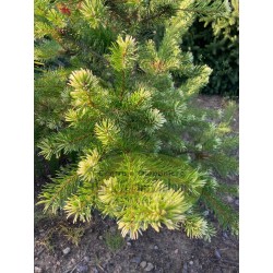 Pinus contorta VANC BILA
